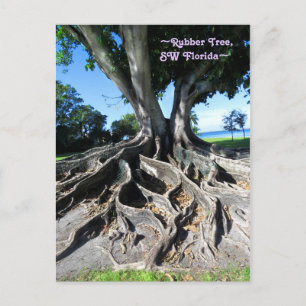 Rubber tree Curvy roots Fort Myers Postcard