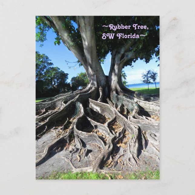 Rubber tree Curvy roots Fort Myers Postcard (Front)