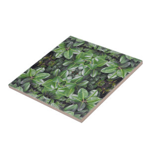 Rubber Tree Leaf Pattern Tile