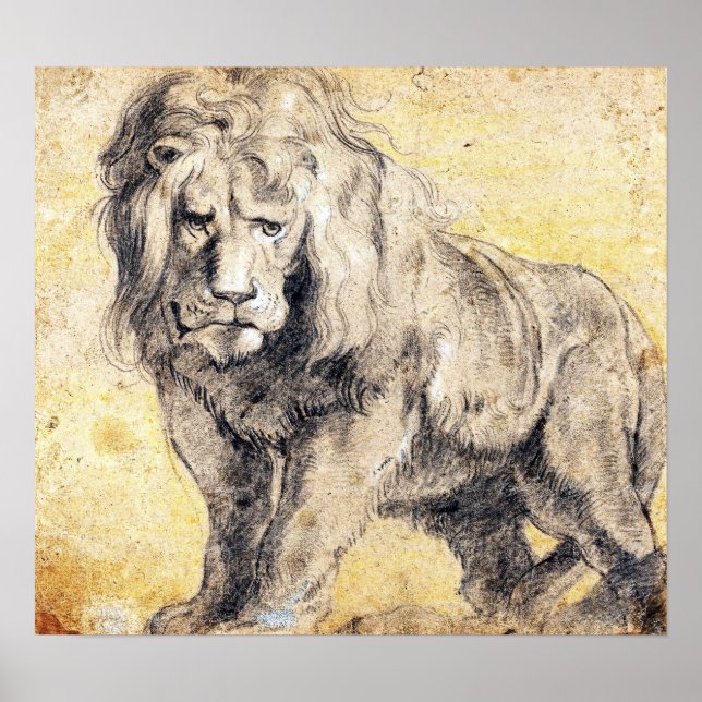 Rubens - Lion Poster (Front)