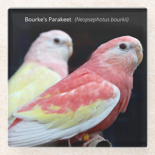 Rubino Bourke's Parakeet Glass Coaster (Front)