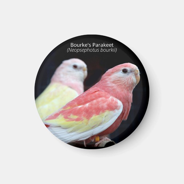 Rubino Bourke's Parakeet Magnet (Front)