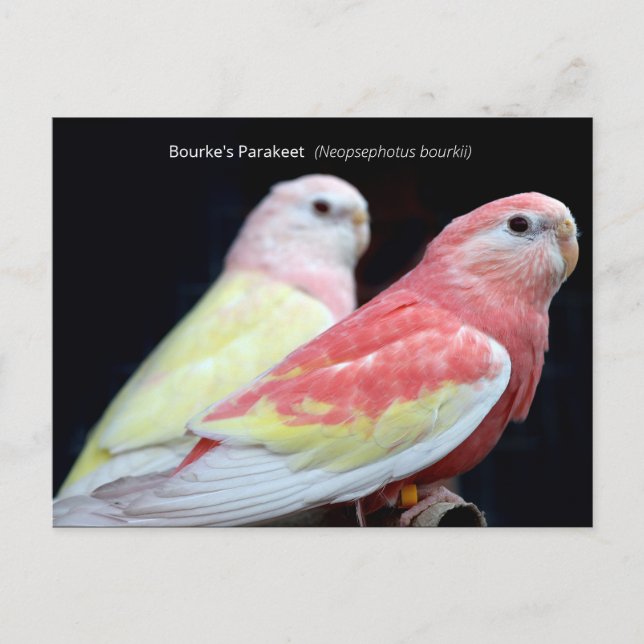 Rubino Bourke's Parakeet Postcard (Front)