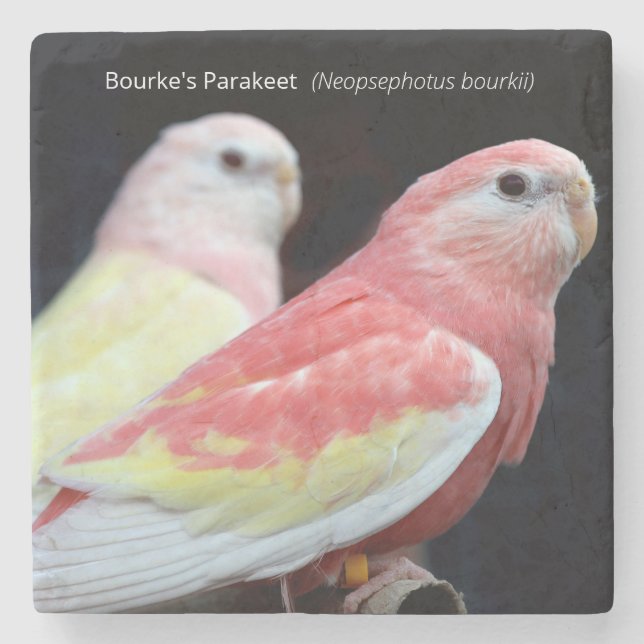 Rubino Bourke's Parakeet Stone Coaster (Front)