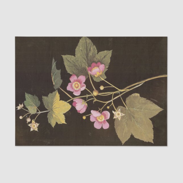 Rubus Odoratus by Mary Delany Tissue Paper (Front)