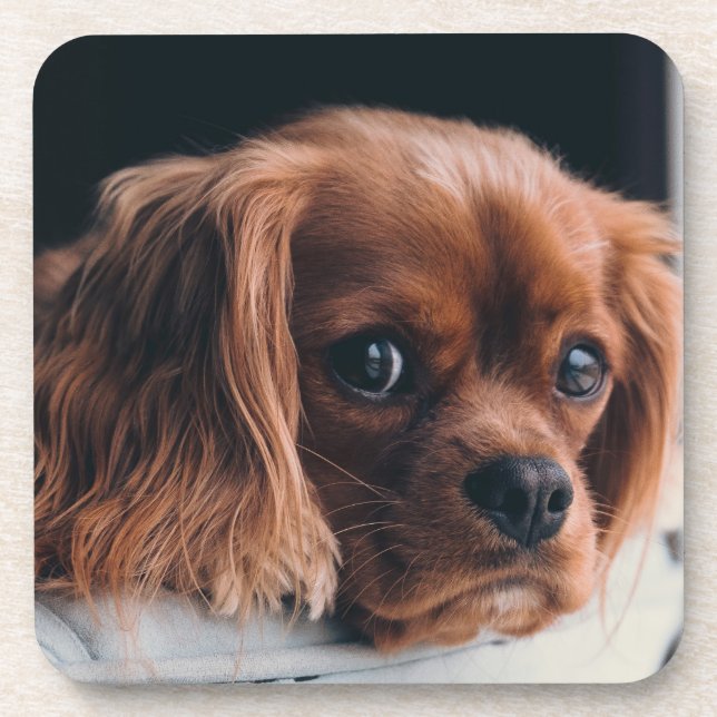 Ruby Cavalier King Charles Spaniel Coaster (Front)
