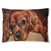 Ruby Cavalier King Charles Spaniel Cosy Dog Bed