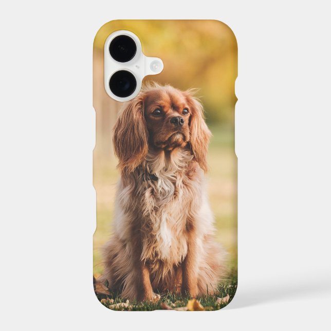 Ruby Cavalier King Charles Spaniel Dog (Back)