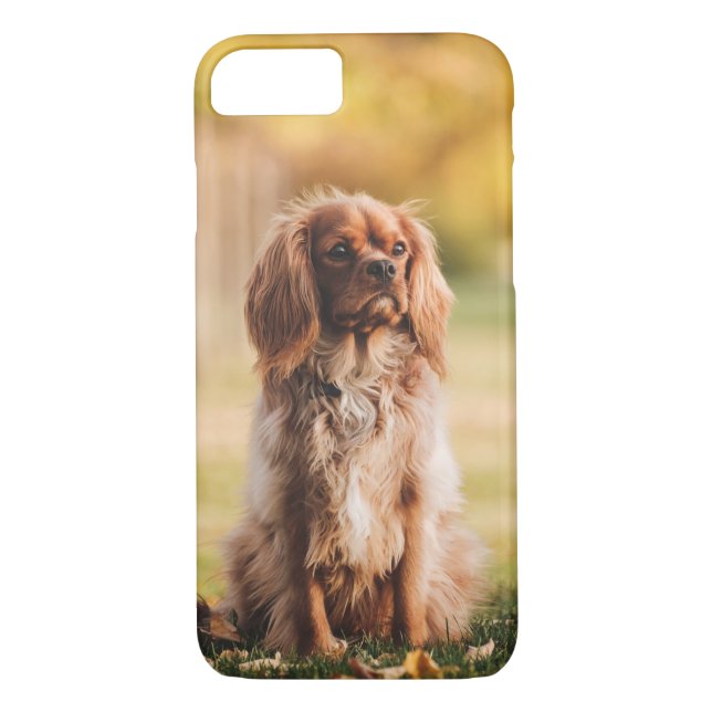 Ruby Cavalier King Charles Spaniel Dog Case-Mate iPhone Case (Back)