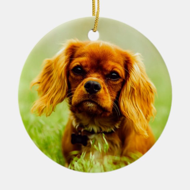 Ruby Cavalier King Charles Spaniel Dog Ceramic Tree Decoration (Front)