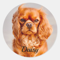 Ruby Cavalier King Charles Spaniel Dog