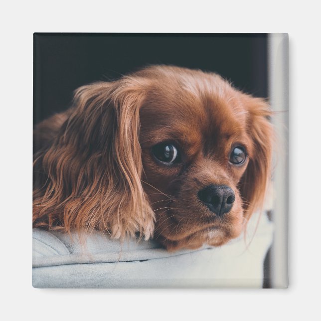 Ruby Cavalier King Charles Spaniel Dog Magnet (Front)