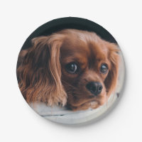 Ruby Cavalier King Charles Spaniel Dog