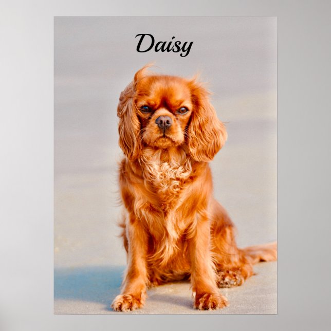 Ruby Cavalier King Charles Spaniel Dog Poster (Front)