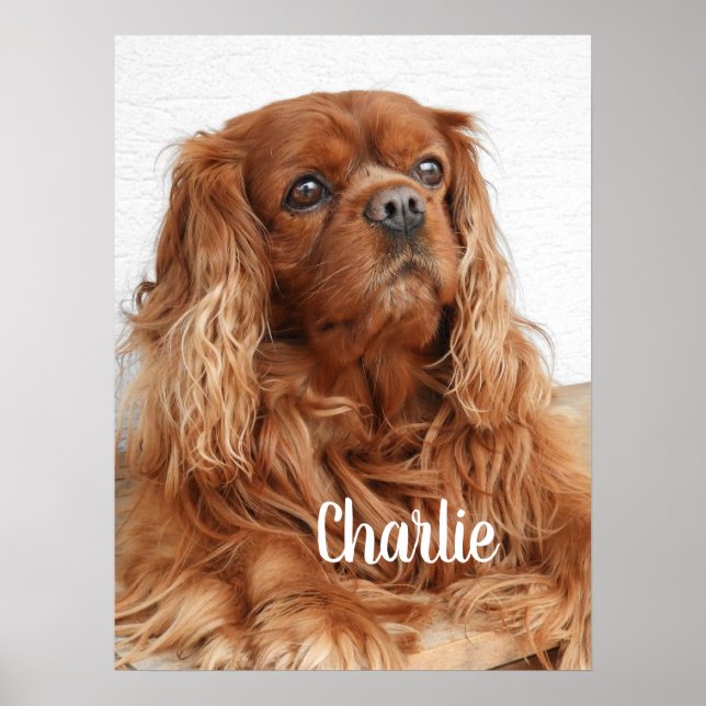 Ruby Cavalier King Charles Spaniel Dog Poster (Front)