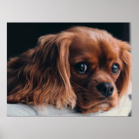 Ruby Cavalier King Charles Spaniel Dog