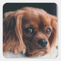Ruby Cavalier King Charles Spaniel Dog