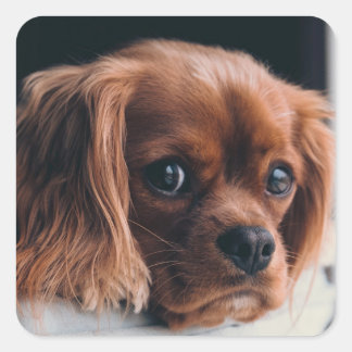 Ruby Cavalier King Charles Spaniel Dog Square Sticker