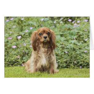 Ruby Cavalier King Charles Spaniel in the grass