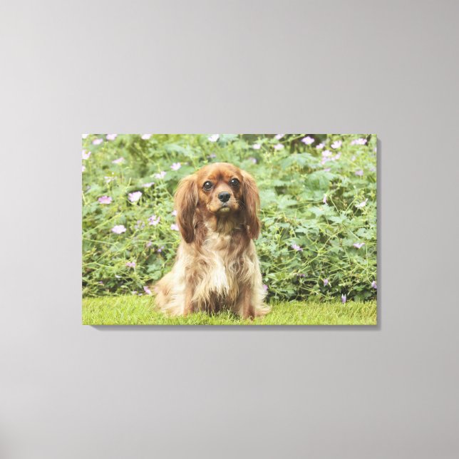 Ruby Cavalier King Charles Spaniel in the grass Canvas Print (Front)