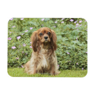 Ruby Cavalier King Charles Spaniel in the grass Magnet