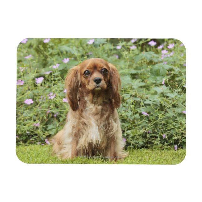Ruby Cavalier King Charles Spaniel in the grass Magnet (Horizontal)
