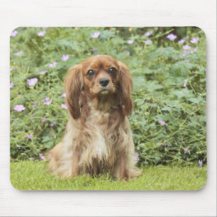 Ruby Cavalier King Charles Spaniel in the grass Mouse Mat