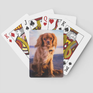 Ruby Cavalier King Charles Spaniel in the sunset Playing Cards