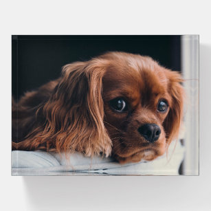 Ruby Cavalier King Charles Spaniel Paperweight