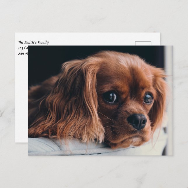 Ruby Cavalier King Charles Spaniel Puppy Dog Postcard (Front/Back)