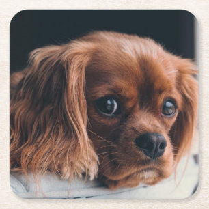 Ruby Cavalier King Charles Spaniel Square Paper Coaster