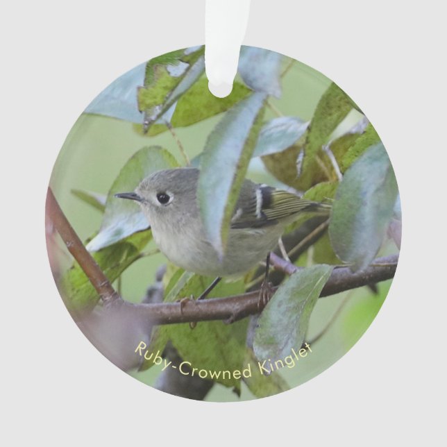 Ruby-crowned Kinglet Bird Ornament with Place Year (Front)