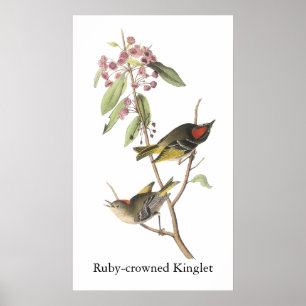 Ruby-crowned Kinglet, John Audubon Poster