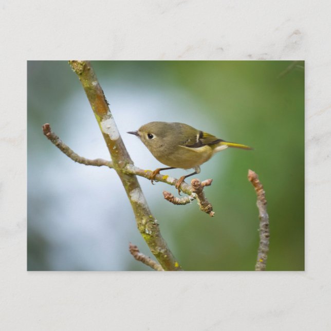 Ruby Crowned Kinglet Postcard (Front)