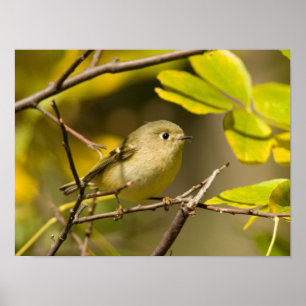 Ruby-crowned Kinglet Poster