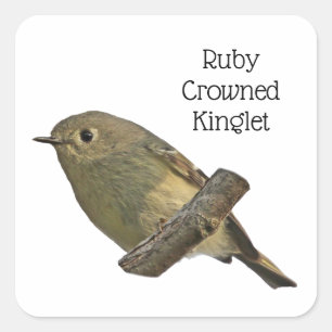 Ruby-Crowned Kinglet Square Sticker