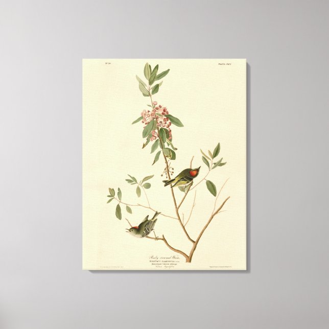 Ruby crowned Wren (Kinglet) Audubon Birds America Canvas Print (Front)