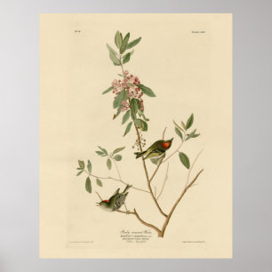 Ruby crowned Wren (Kinglet) Audubon Birds America Poster