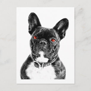 Ruby Eyed French Bulldog Portrait Postcard
