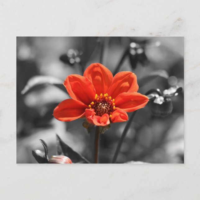 Ruby Flower Postcard (Front)