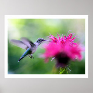 "Ruby" Hummingbird Photography Print