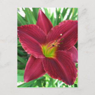 Ruby Red Daylily Postcard