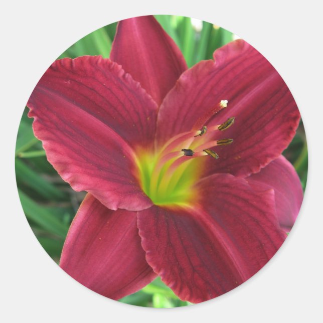 Ruby Red Daylily Sticker (Front)
