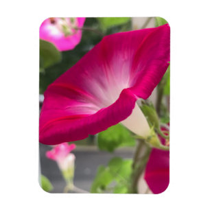 Ruby Red Morning Glory  Magnet