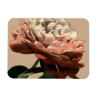 Ruby Red Rose with White Accents