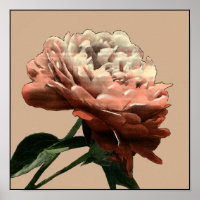 Ruby Red Rose with White Accents