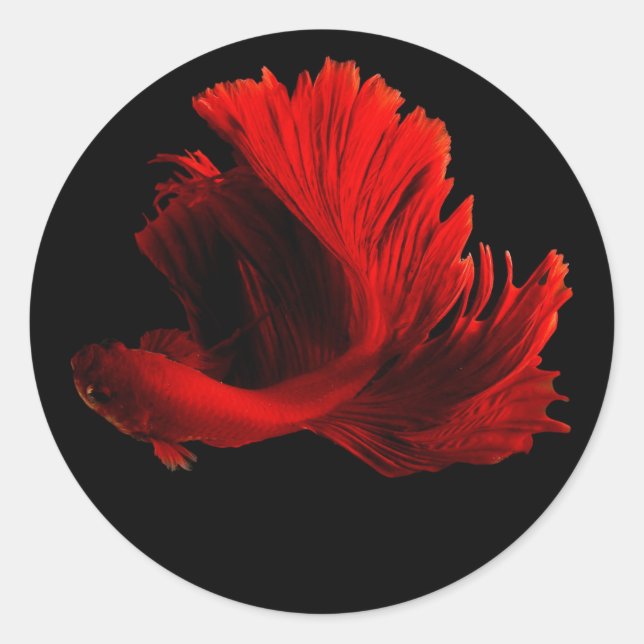 Ruby Red Siamese Fighting Fish Classic Round Sticker (Front)