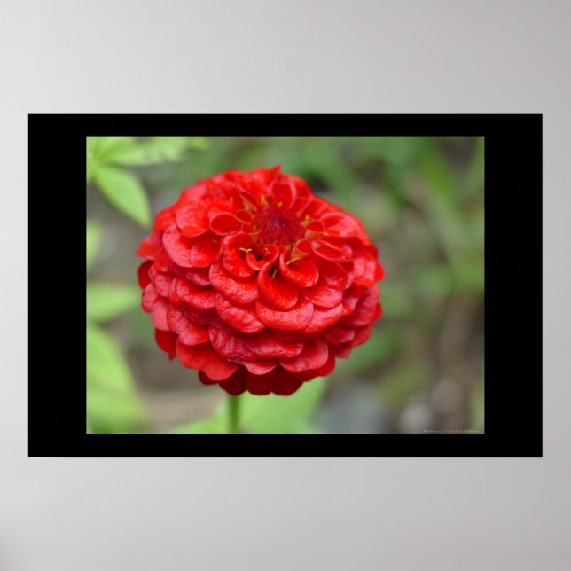 Ruby Red Zinnia Poster (Front)
