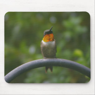 Ruby Throat Hummingbird Mouse Mat