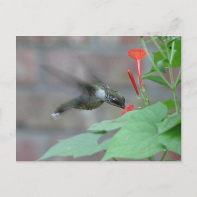 Ruby-throat Sips Postcard (Front)